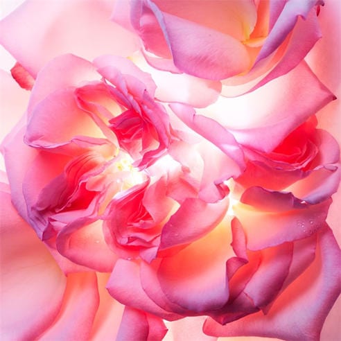 Bvlgari - Allegra Magnifying Rose