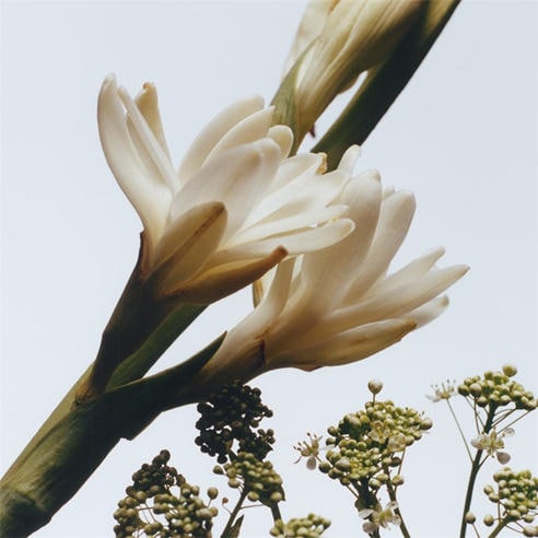 Jo Malone London - Tuberose Angelica Cologne Intense 100ml